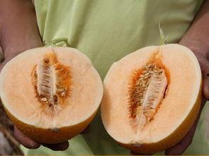 吃二甲双瓜瘦了10几斤,轻松减重十几斤! 第2张 吃二甲双瓜瘦了10几斤,轻松减重十几斤! 第2张