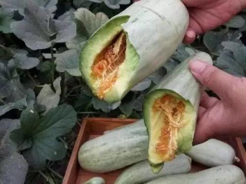 吃二甲双瓜瘦了10几斤,轻松减重十几斤! 第3张 吃二甲双瓜瘦了10几斤,轻松减重十几斤! 第3张