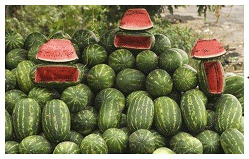 乾隆吃瓜杀瓜农6,乾隆帝吃瓜误杀瓜农的悲剧往事  第2张