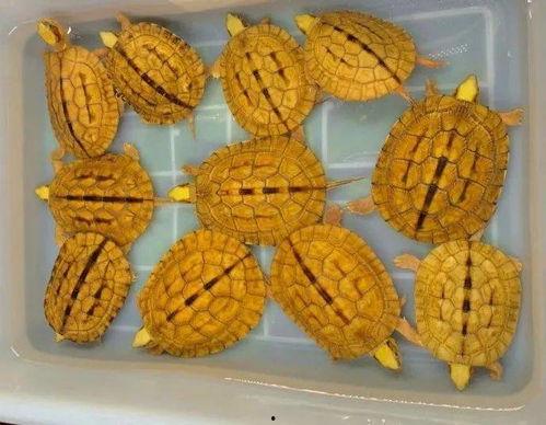 盲盒界吃瓜,揭秘吃瓜群众的狂欢盛宴