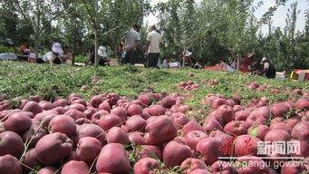 磐安镇吃瓜,夏日炎炎，吃瓜群众欢乐多