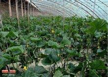 磐安镇吃瓜,夏日炎炎，吃瓜群众欢乐多  第2张