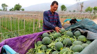 磐安镇吃瓜,夏日炎炎，吃瓜群众欢乐多  第3张