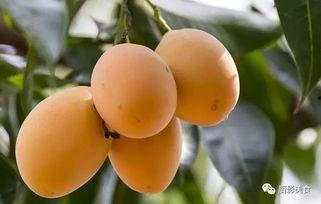 金泽吃瓜,揭秘娱乐圈背后的那些事儿  第2张