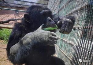 吃瓜是生物本能嘛,探寻人类生物本能的奥秘 第3张 吃瓜是生物本能嘛,探寻人类生物本能的奥秘 第3张