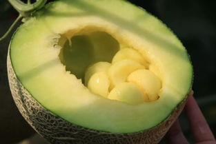 冬季网纹瓜可以吃,冬日里的清新甜蜜之选  第3张