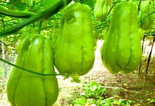 女人梦到吃蒜台瓜,女人梦到蒜台瓜的神秘寓意  第3张