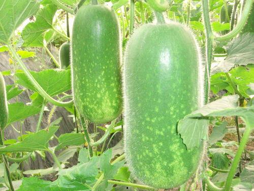 63888626吃瓜,揭秘63888626吃瓜背后的故事  第2张