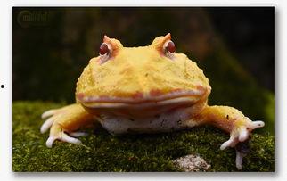 瓜哥带你吃瓜动物,动物界的“吃瓜”奇观