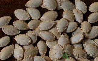 非洲角瓜吃籽吗,食用籽粒的秘密与营养价值