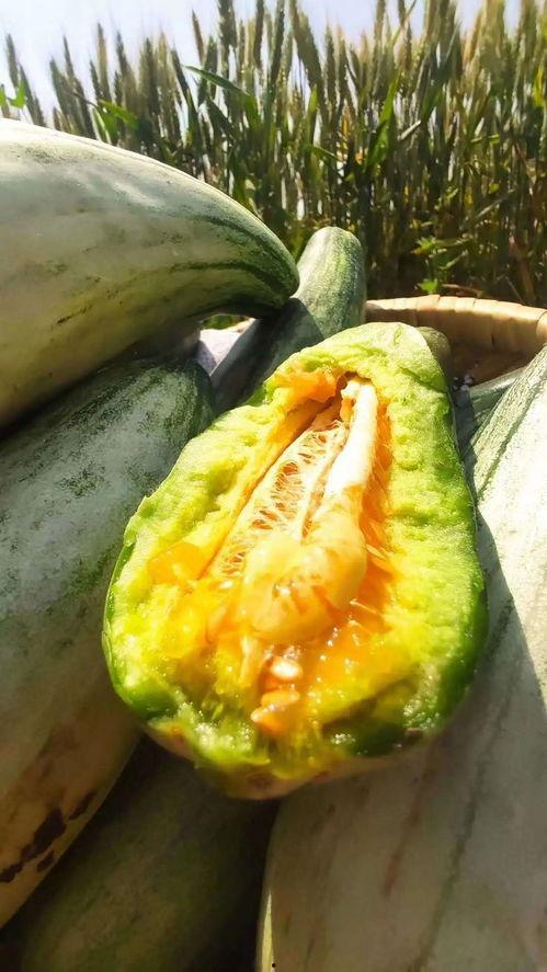 我在朝堂上吃瓜,揭秘宫廷中的“吃瓜”盛况