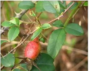 樱沐吃瓜,揭秘娱乐圈那些不为人知的幕后故事