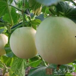 吃瓜过敏嗓子痒,揭秘过敏源与应对策略