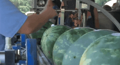 城市里吃瓜的情景,瓜香四溢的夏日休闲时光