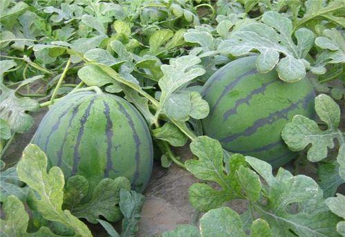 吃瓜赶集地,揭秘吃瓜赶集地的热闹非凡