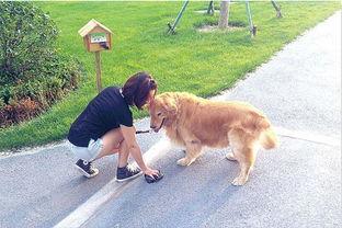 吃瓜看戏遛狗值班,吃瓜看戏，遛狗值班，尽享悠闲时光