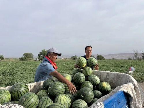 每天劈砖 吃瓜,生活乐无边