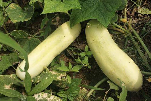 可当水果吃的瓜,盘点那些可当水果吃的美味瓜类