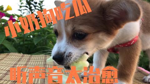 狗可以吃长瓜吗,长瓜在狗狗饮食中的适宜性解析