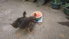 吃瓜鸭本鸭,揭秘娱乐圈那些事儿