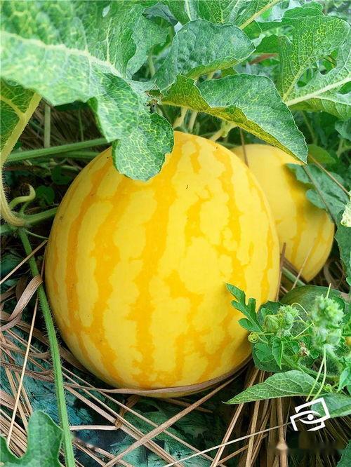 江美吃瓜,揭秘娱乐圈幕后真相