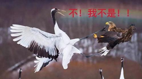 丹顶鹤吃瓜,瓜果飘香中的生态画卷