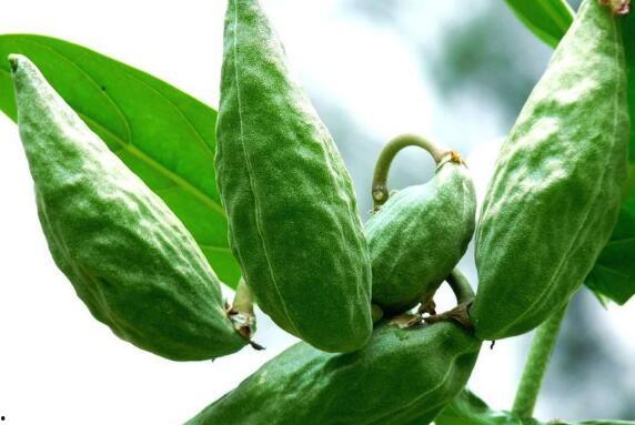 什么动物吃牛角瓜,食虫植物的天然捕食者——揭示其捕食昆虫的奥秘