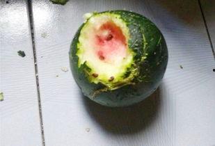 里普吃瓜,揭秘娱乐圈背后的秘密与真相